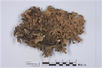 藏品(牛皮葉屬)的圖片